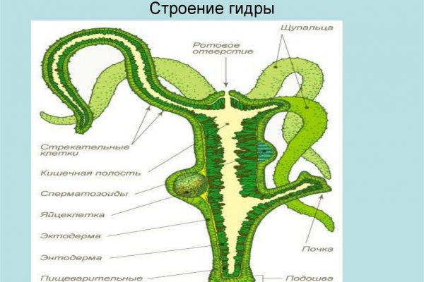 Кракен 12 сайт