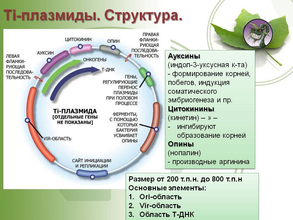 Ссылки на сайты даркнета